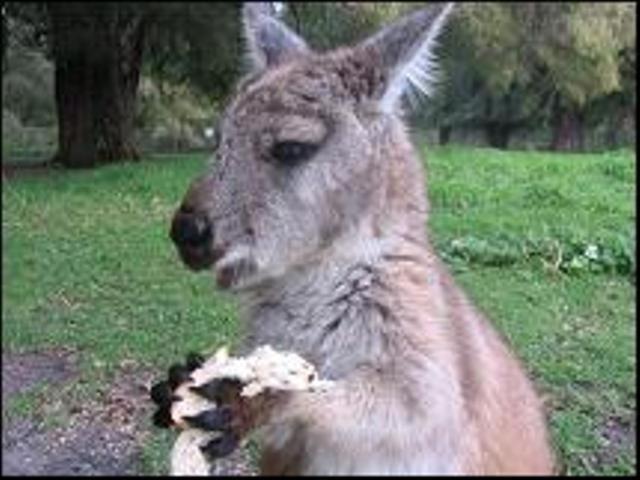 Sunflowers Animal Farm & Farmstay Margaret River Bagian luar foto